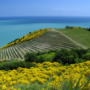 Gli artigiani del vino si raccontano, Fattoria Mancini