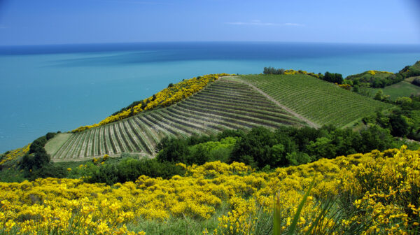 Gli artigiani del vino si raccontano, Fattoria Mancini