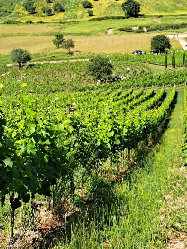 I VINI DELLA STRADA DI LATINA