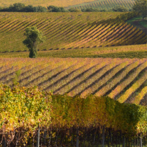La Teverina e il canto delle sue vigne