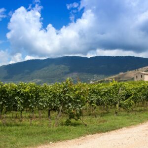 Pileum: visita in cantina (pagamento il loco)
