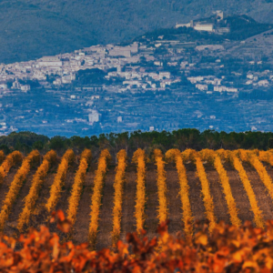SYRAH E CORTONA Una regina straniera in terra di Toscana