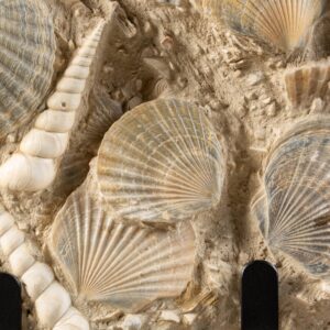 La fascia del Kimmeridge