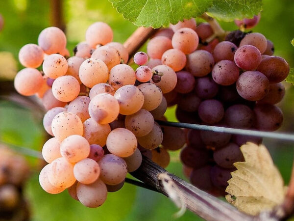 Sua Eccellenza il Pinot Grigio DOC Delle Venezie