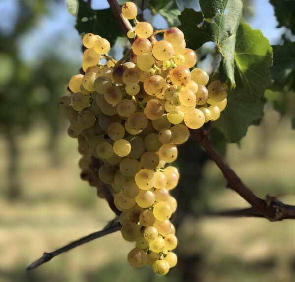 Luce, roccia e mineralità: vini carsici