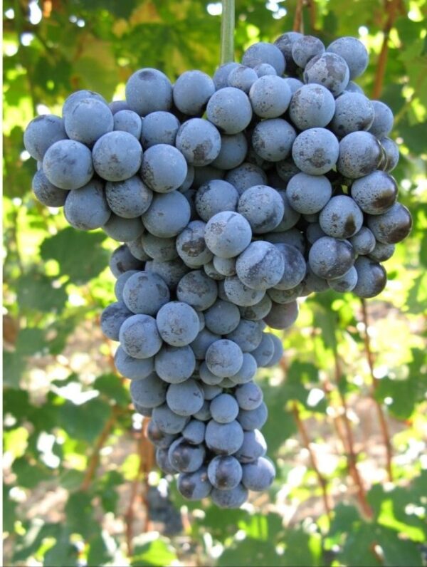 I Cru di Cannubi e Sarmassa - Doppia mini verticale di Barolo Brezza