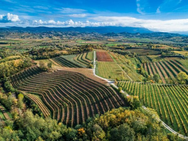 L’ULTIMO LEMBO DELLA TERRA FRIULANA: IL COLLIO E IL CARSO E I LORO GRANDI VINI