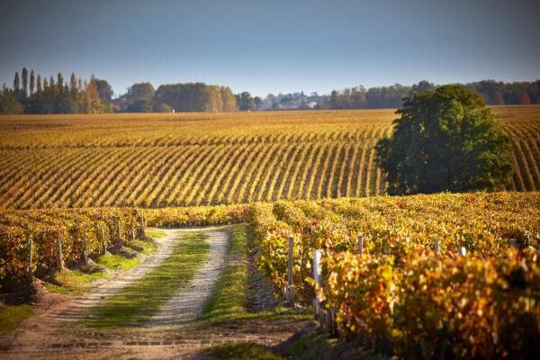Bordeaux, vini da investimento