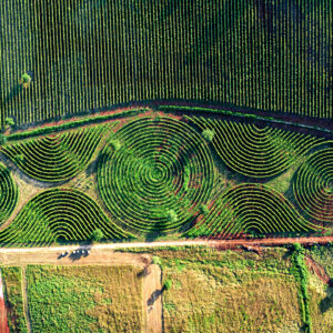 VISITA AL VIGNETO LIMITO DI MARCO CARPINETI