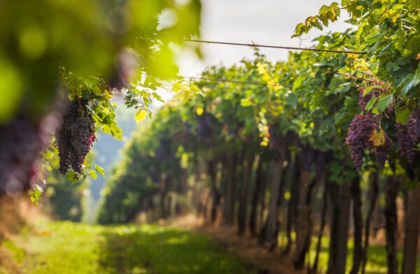 Tre Volti della Toscana con Luca Radicchi - immagine 2