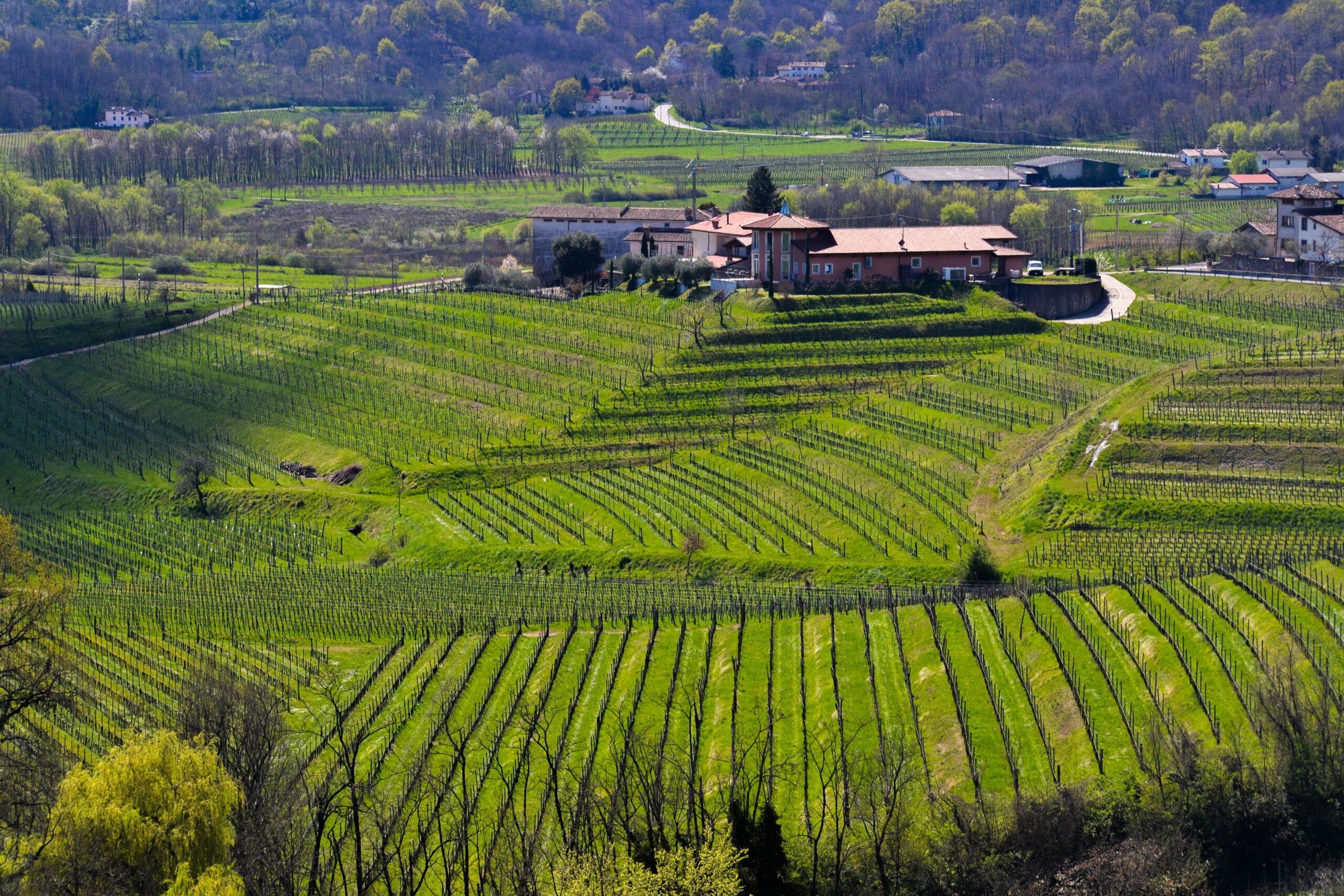 vigna